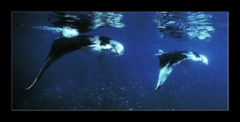 The smoothness and grace with which these mantas glide th... by Johannes Felten 